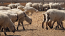 American wool farmers struggle as trade war impacts China market